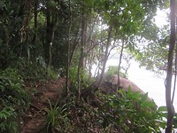 Jungle path