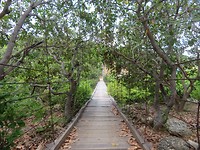 More bridges
