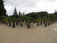 More bonsai