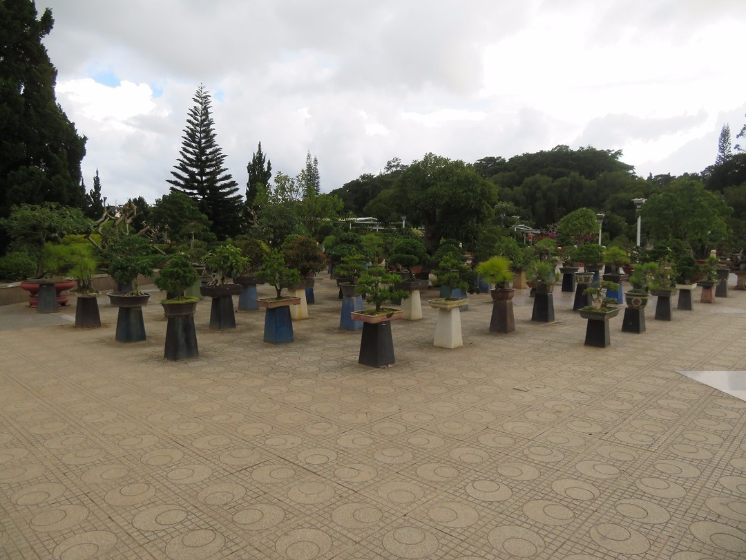 More bonsai