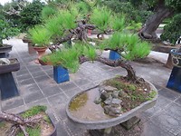 Lovely bonsai