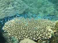 Coral