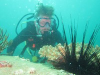 Sea urchin