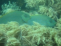 More fish