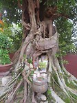 Buddhist temple tree