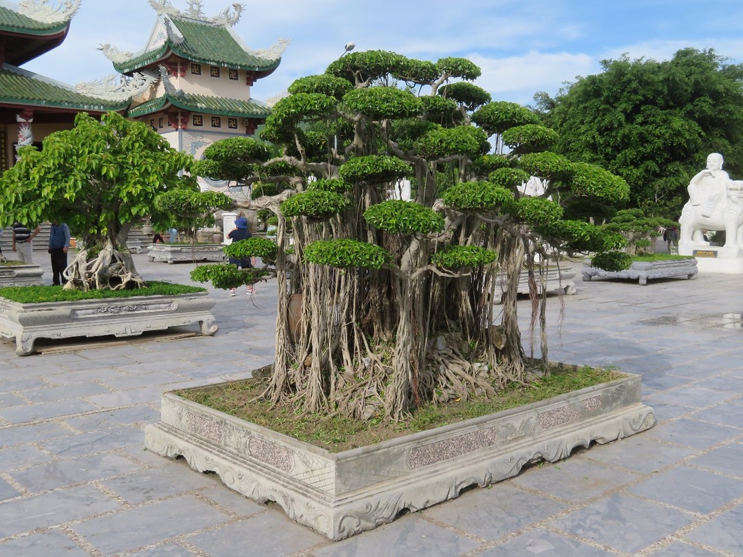 Bonsai