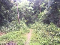 Path up to Hamburger Hill