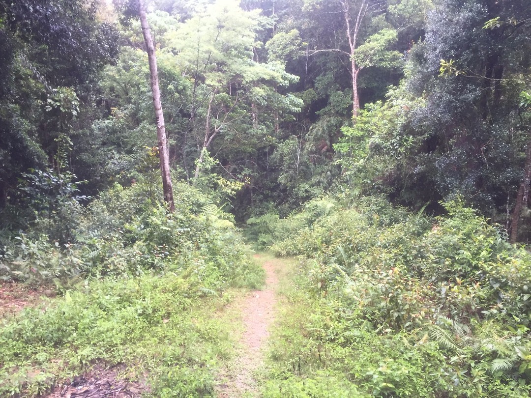 Path up to Hamburger Hill