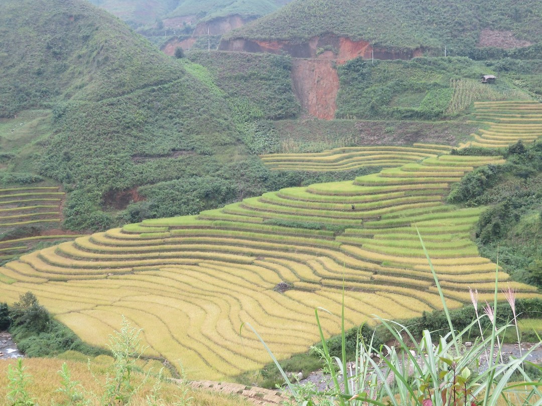 Rice paddies 1