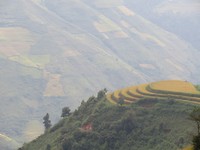 Rice paddies 2