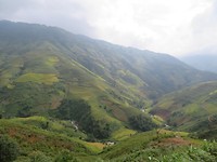 Rice paddies 3