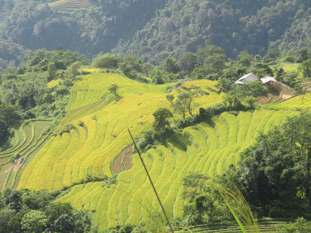 Rice paddies 3