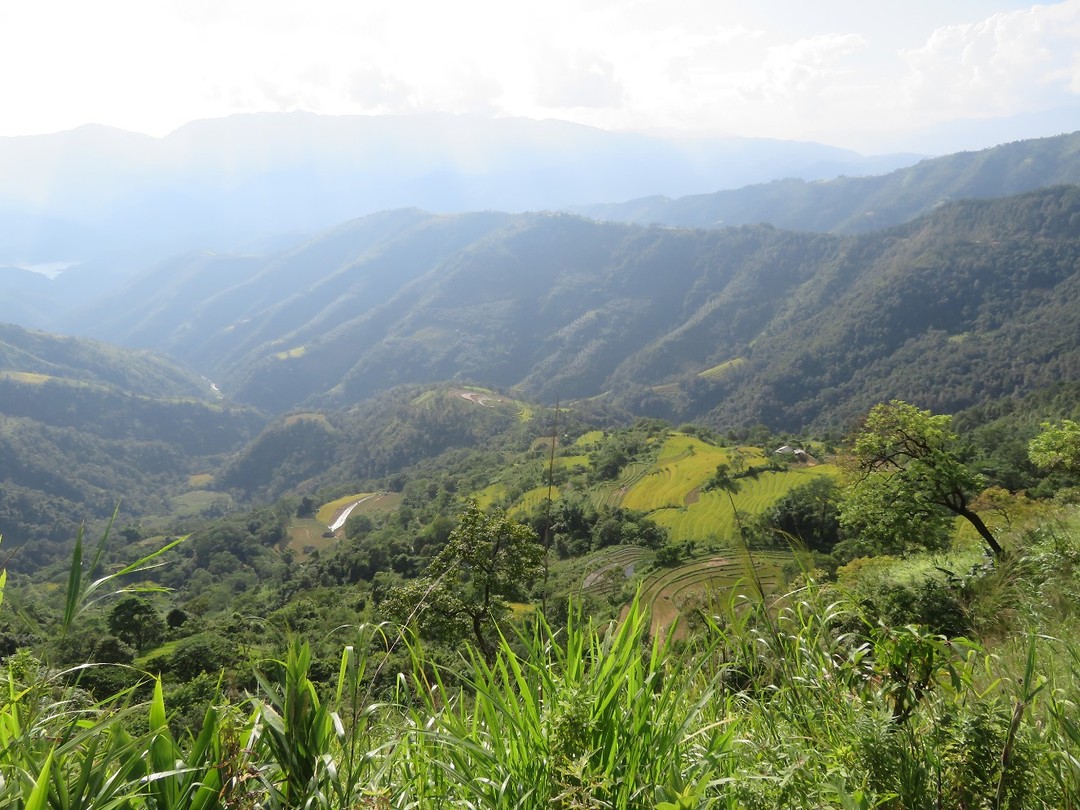 Rice paddies 4