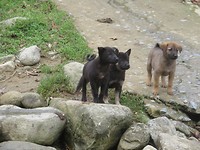 Doggo's!