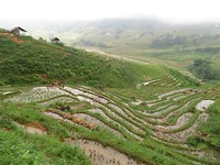 Rice paddies 1