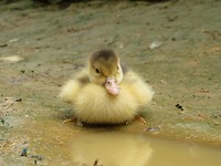Ducky