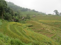 Rice paddies 2