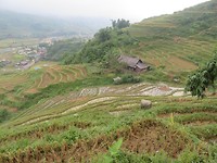 Rice paddies 3