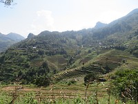 Rice paddies