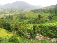 Rice paddies 2
