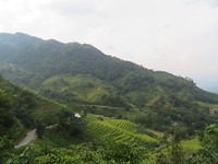 Rice paddies 3