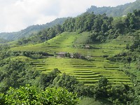 Rice paddies 1