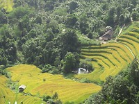 Rice paddies 2