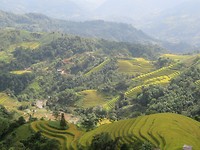 Rice paddies 3