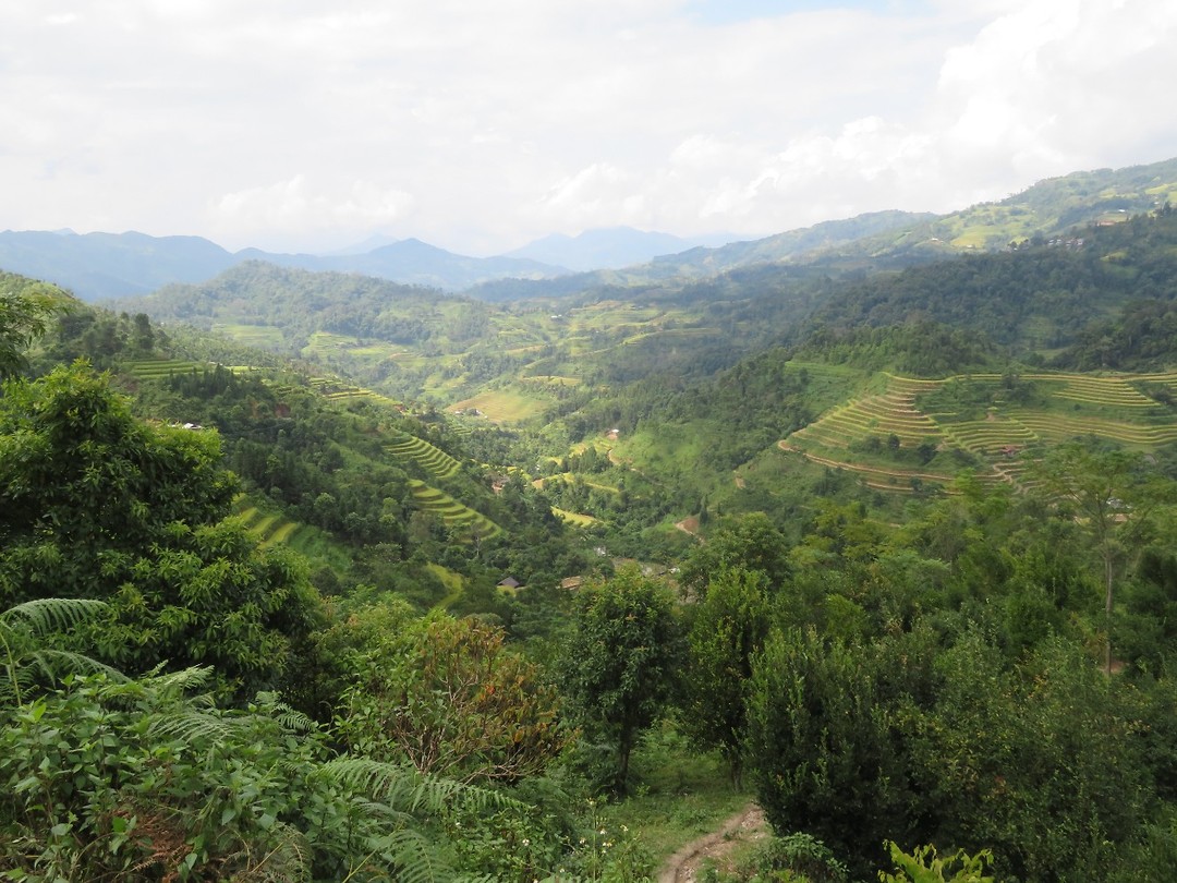 Rice paddies 4