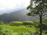 Rice paddies 5