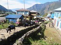 Yak in Lukla