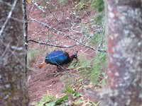 Himalayan monal (national bird)