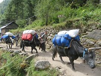 Yak walking to Namche