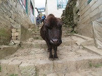 Yak in Namche