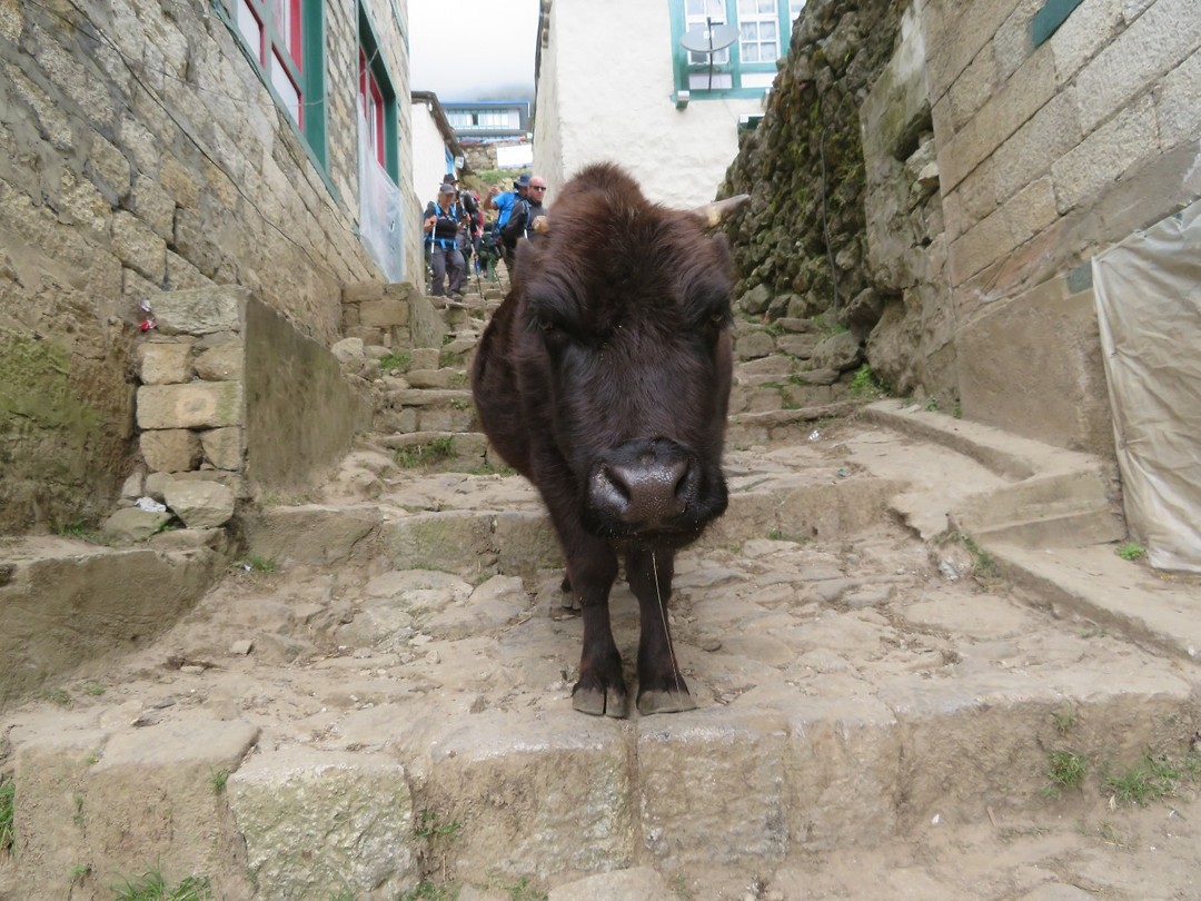 Yak in Namche