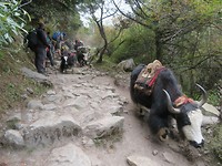 Yak going down to Namche