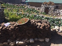 Yak paddies (dried poo)
