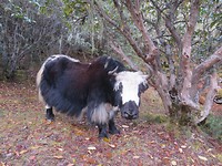 Yak