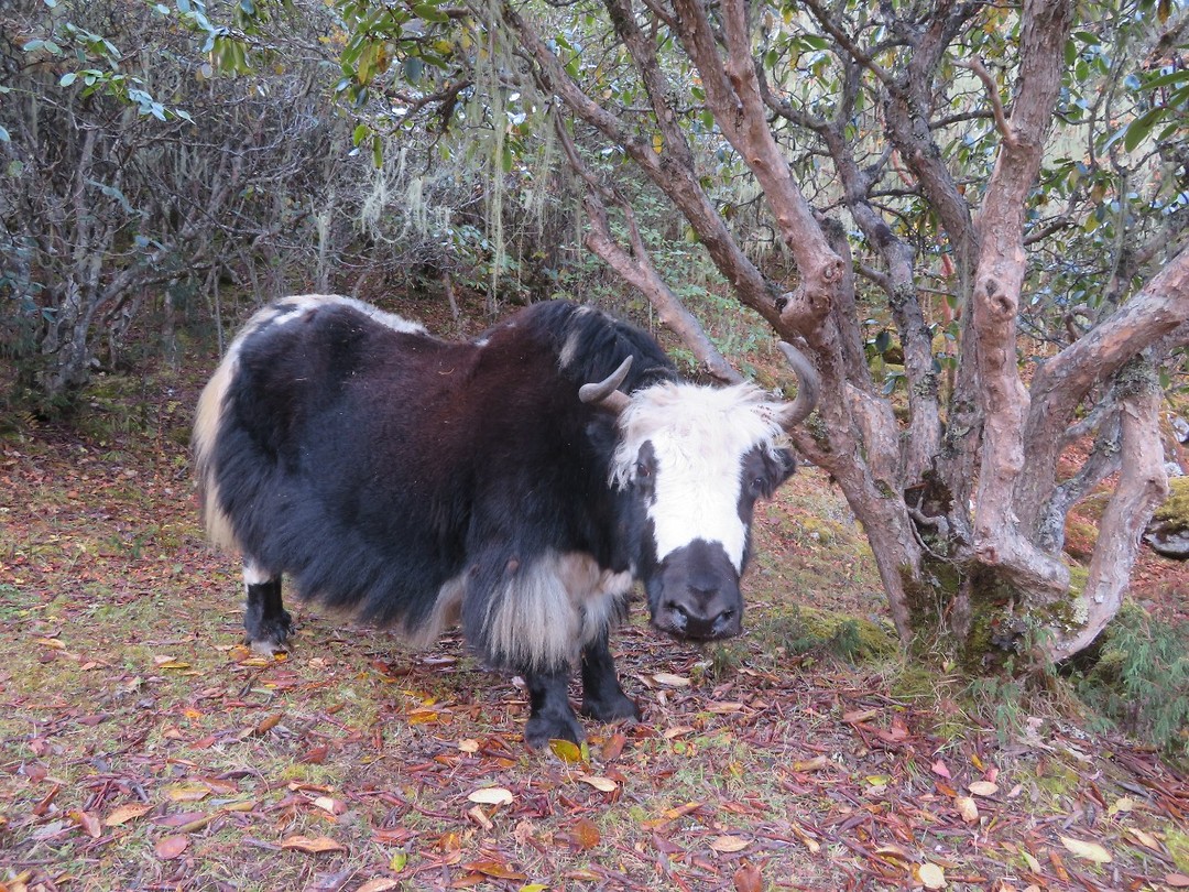 Yak