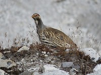 Nepalese bird