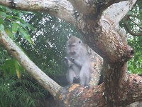 Looking at monkey while working