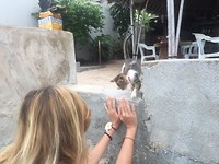Lembongan kitten