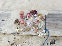 Lembongan shells