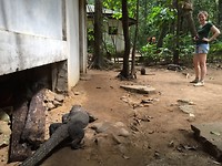 Underground river reptile