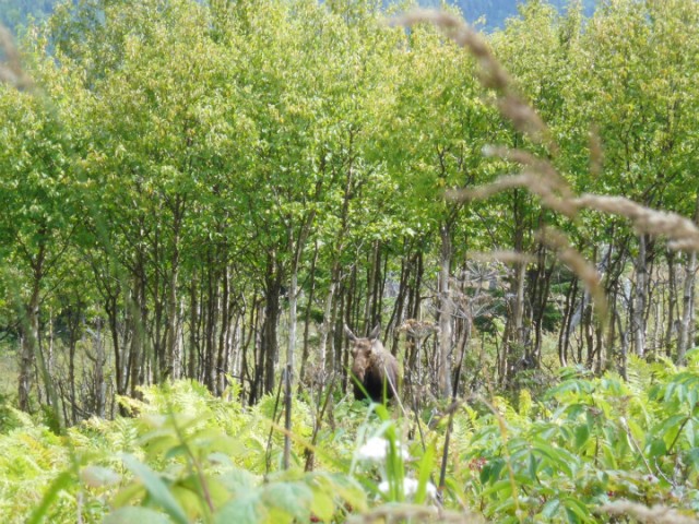 eland
