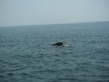 Walvis