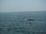 Walvis