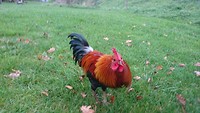 Elvis