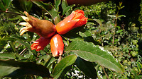 MEX19 - 731