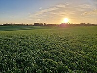 De ochtendzon